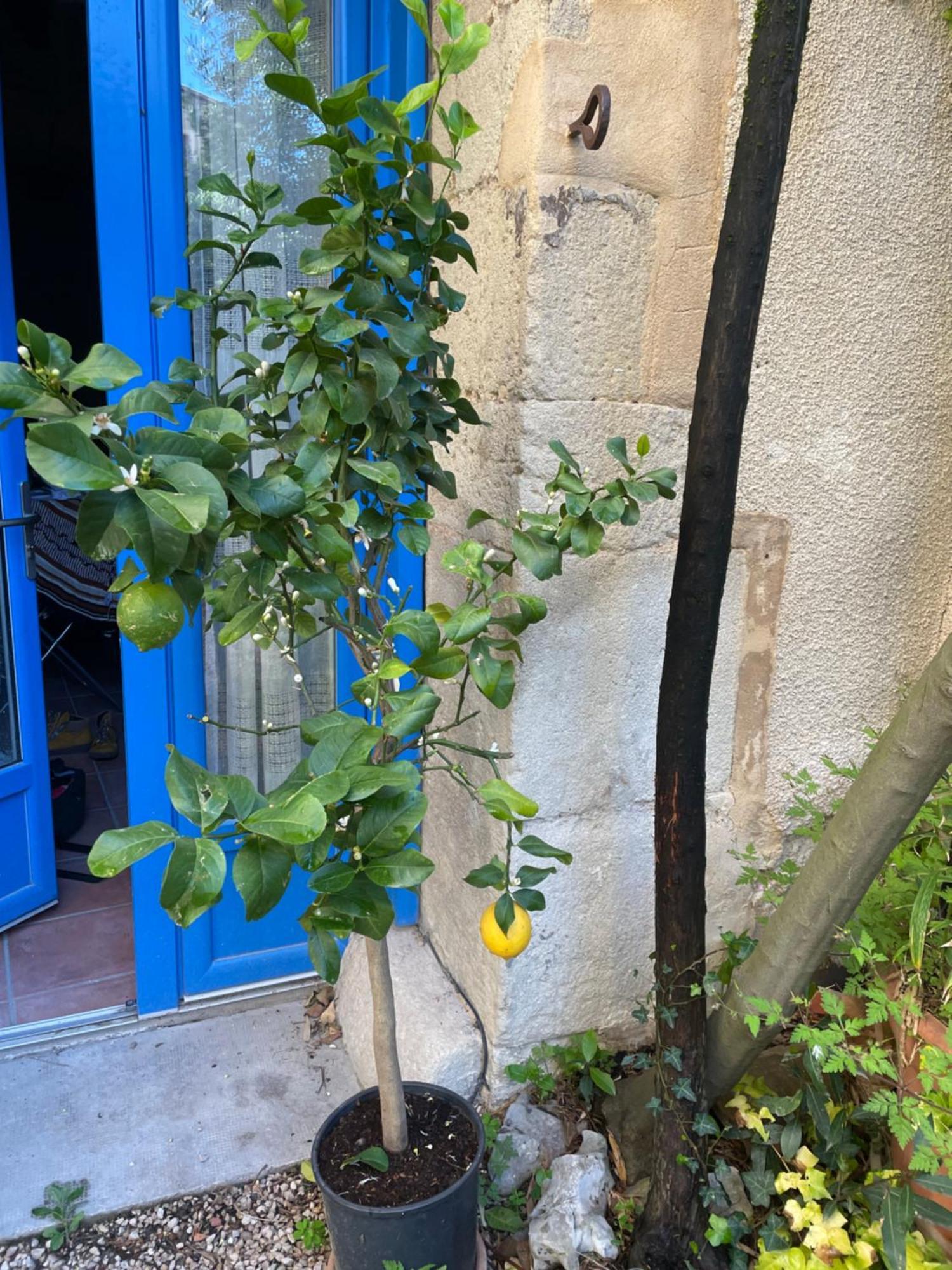 Appartement Cosy Malaucène Екстериор снимка